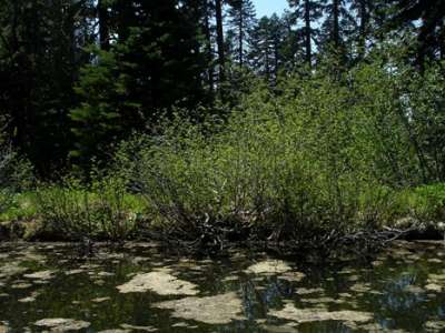 shrub in forest