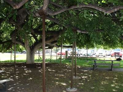 Large tree shading park