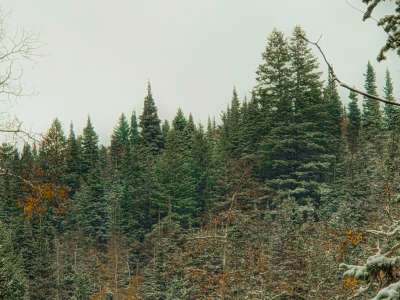Evergreens in winter