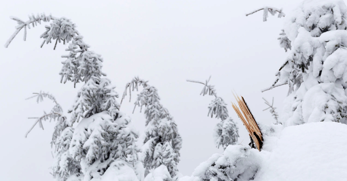 Evergreens bending from weight of snow