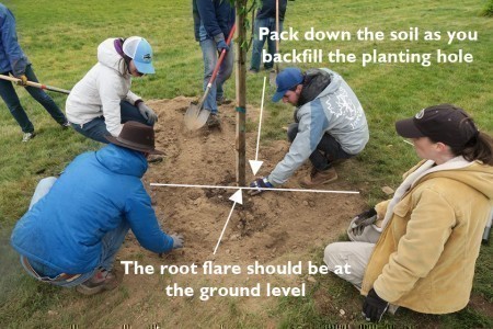 Final Planting