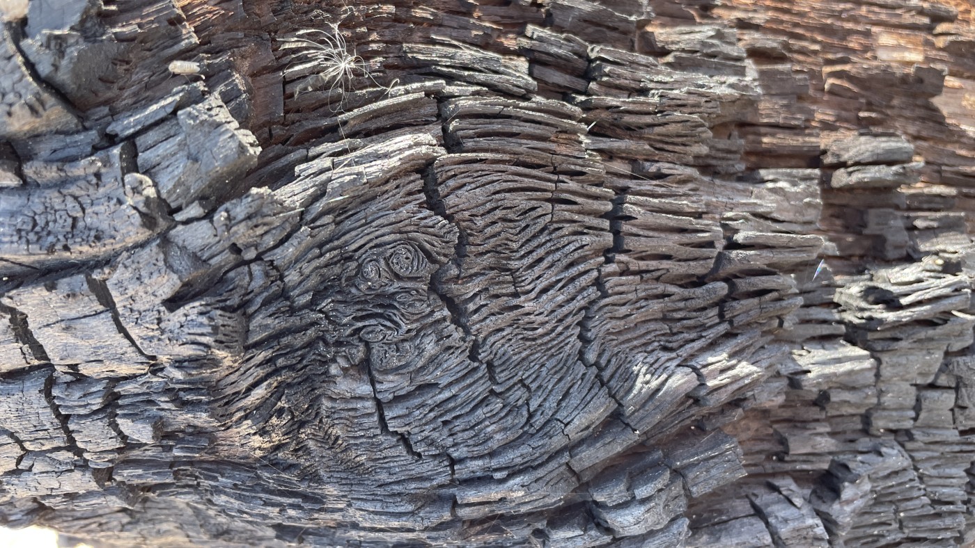 A close-up of bark on a fallen tree
