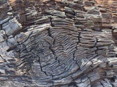 A close-up of bark on a fallen tree