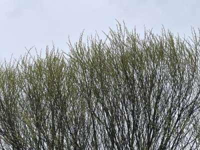 Green buds forming on the tips of tree branches