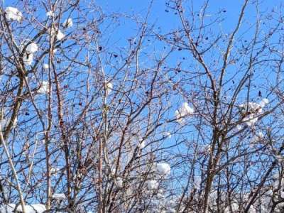 A close-up view of the bare branches of a Hawthorn tree