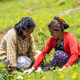 Two women working together to care for a new tree sapling
