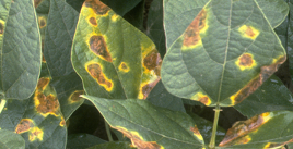 bacterial_blight.png