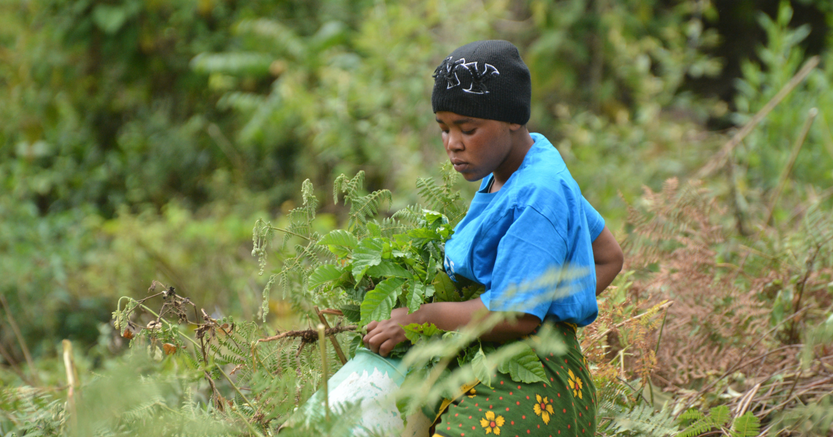 Treeapp's planting in Tanzania treeapp-planting-in-tanzania